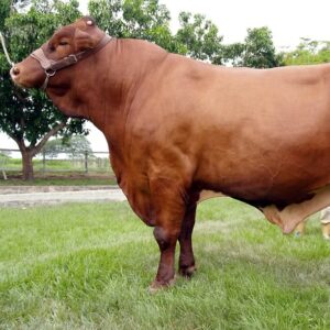 15JVR-278 BULL 23 SPARTACUS JR