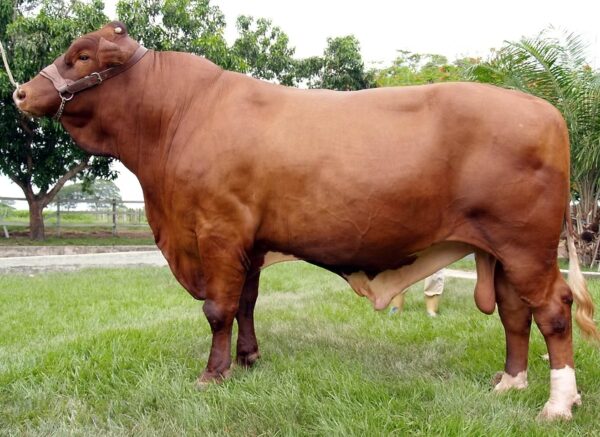 15JVR-278 BULL 23 SPARTACUS JR