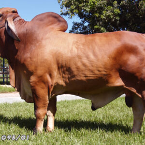 Brahman Rojo