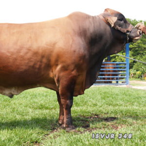 15VJR348 Espectacular JR