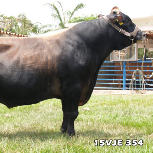 15VJE 354 T- Bone Steak