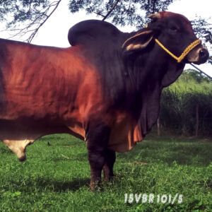 15VBR 101/5 MR. CAÑADON TE