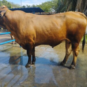 15VCDPT909 Don Bigote ( 1/2 sagre Criollo , 1/4 Simental Aleman , 1/4 Brahman Rojo )