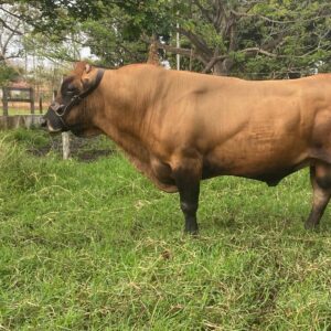 15VCL1827 Mal Querido ( Criollo Limonero Puro )