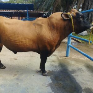 15VCR908 Camilo ( Compuesto Criollo )