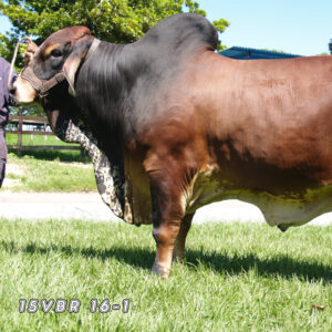 15VBR 16/1  MR. GDA PALMIZULIA 16-1