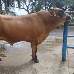 CDPT Compuesto Doble Proposito Tropical