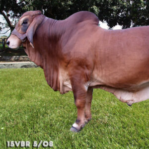 15VBR5/08 Campo Verde Rojo Bravo